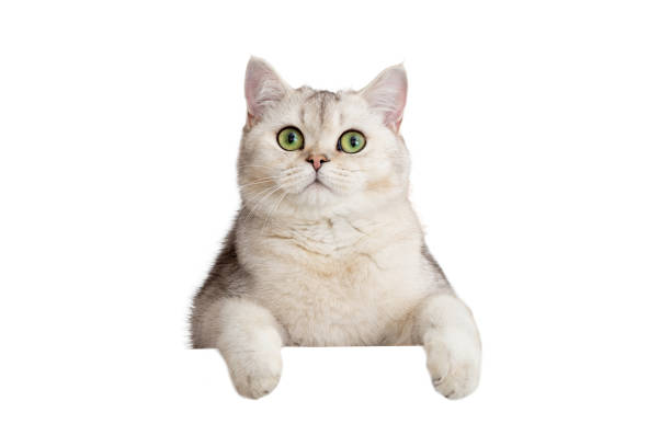 istock Funny white cat peeks out with front paws because of something 1485060204