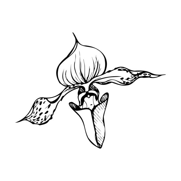 10+ Grafiken, lizenzfreie und Clipart zu Calypsoeae iStock