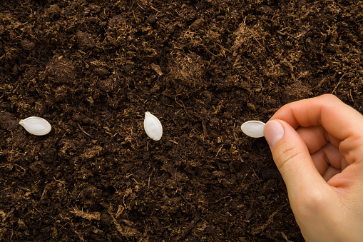Young adult woman fingers planting white pumpkin seeds in fresh dark brown soil. Closeup. Preparation for garden season in spring. Top down view.