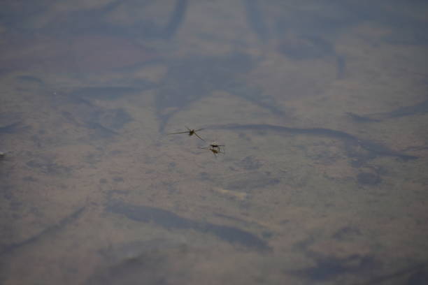 istock Insects floating on the water 1485061824