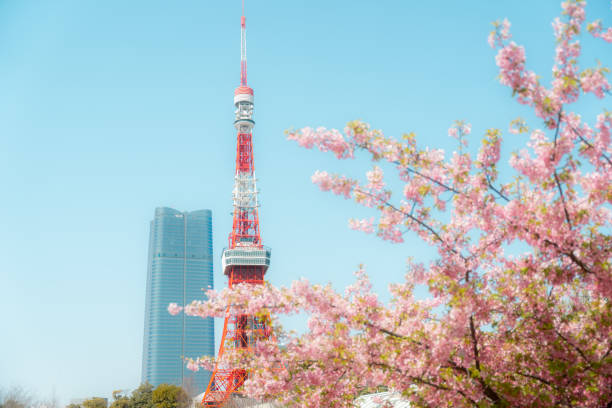 istock Pink cherry blossom sakura 1485061827