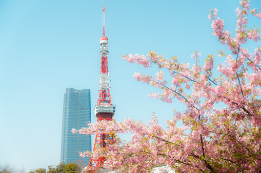 Cherry blossom in full bloom with beautiful pink petals and blue sky with Tokyo Tower.