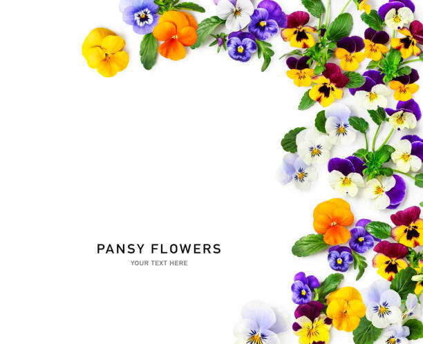 istock Spring viola pansy flowers frame border isolated on white background 1485062040