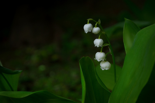 Bush of the lily of the Valley in the Dark Mood