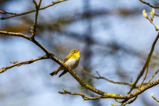istock Wood Warbler singing in the spring 1485062876
