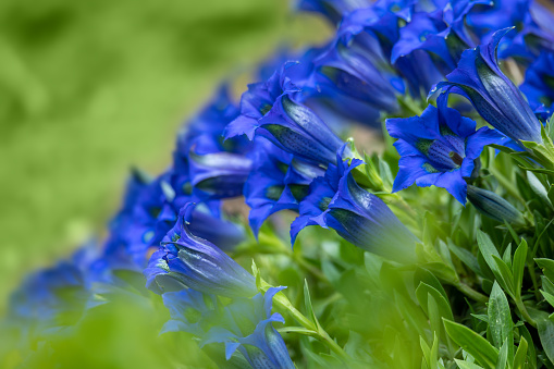 Trumpet gentiana blue spring flower in garden. Springtime gardening concept. Beauty flower