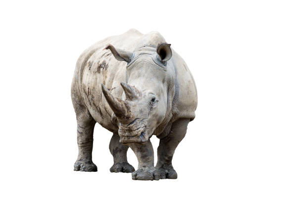 Rhino rhinoceros isolated on white background
