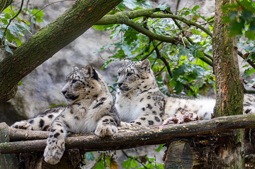 Snow Leopard or Ounce, uncia uncia, Female with Cub Laying on Grass