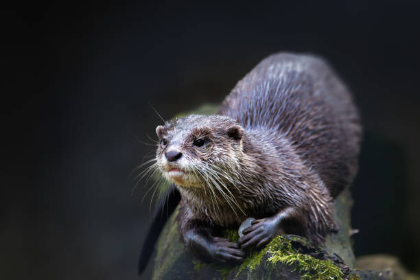 istock European otter rest on tree trunk 1485062990