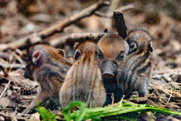 Mother wild boar and her cub trying to steal tourists' food from the picnic table. Dilek peninsula national park