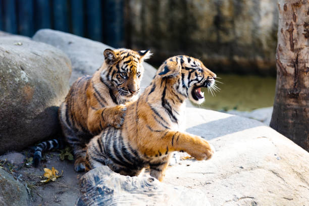 istock Sumatran Tiger kitten, Panthera tigris sumatrae 1485063037