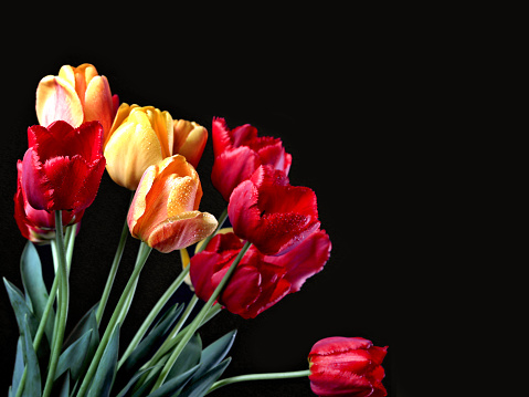 Bouquet of tulips with water drops on a black background.