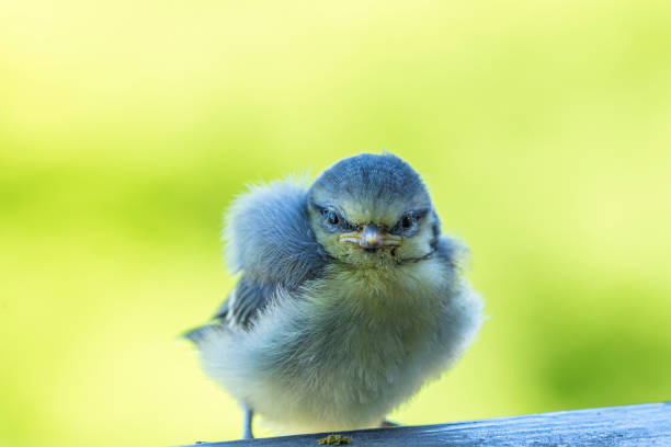 istock Blue tit baby bird sitting on a railing 1485063905