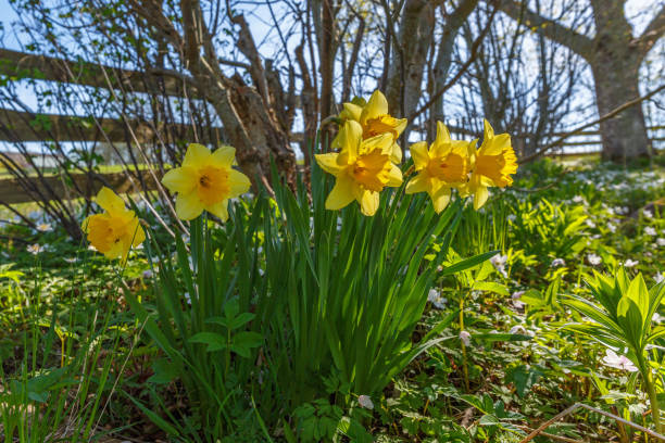 庭の柵に咲く水仙の花 - yellow wood anemone ストックフォトと画像