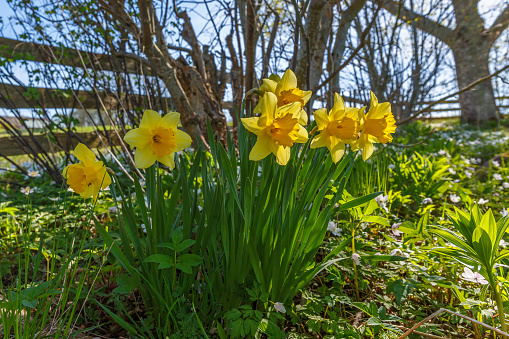 Daffodils flowers in bloom at a garden fence