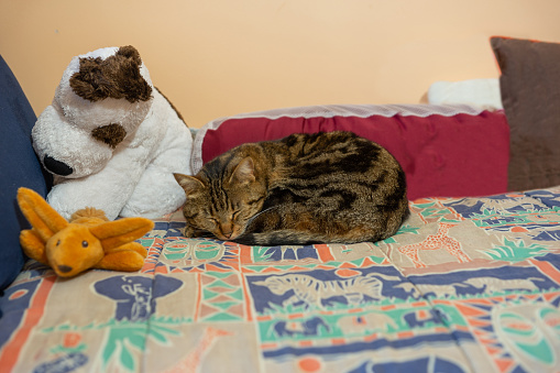Mother Cat sleeping, among the plushies - Chatillon sur Chalaronne