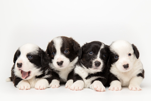 four cute cardigan welsh corgi puppies are sitting and looking at the camera together. isolated on white background. cute pets concept.