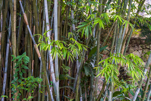 Close-up of bamboo in a bamboo forest in the park