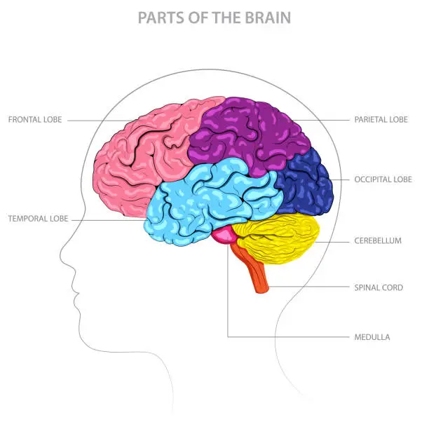 Vector illustration of Brain parts include cerebrum, cerebellum, brainstem, and limbic system, each with distinct functions