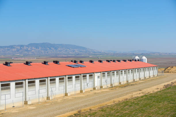 Cattle breeding farm in Spain stock photo