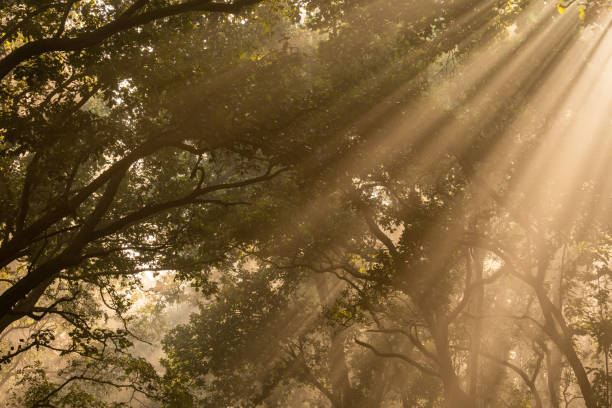 istock Natural Tyndall effect or phenomenon by sunlight or light rays scattering beam of light through sal trees in cold winter mornings at dhikala jim corbett national park forest uttarakhand india asia 1485067437