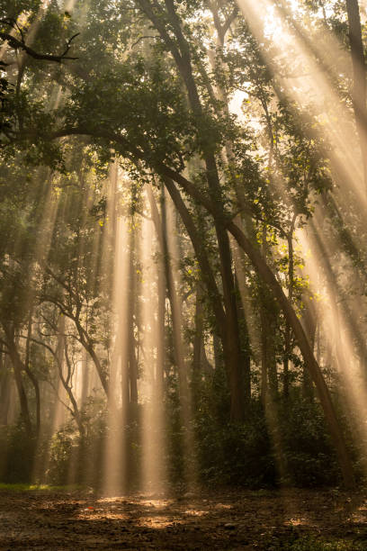 istock Natural Tyndall effect or phenomenon by sunlight or light rays scattering beam of light through sal trees in cold winter mornings at dhikala jim corbett national park forest uttarakhand india asia 1485067445