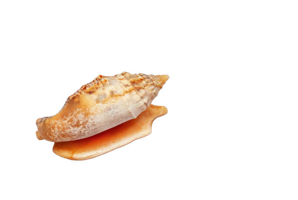 istock Seashell Euprotomus aurisdianae isolated on white background. Natural sea shell in family Strombidae, true conchs cut out 1485068919