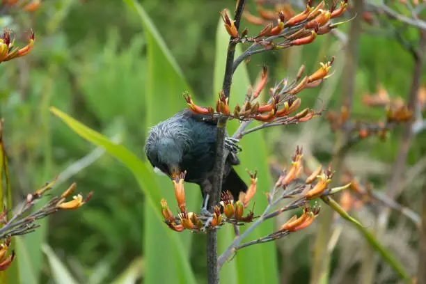 Photo of Tui bird (TÅ«Ä«) (Prosthemadera novaeseelandiae), a unique an endemic passerine species only found in New Zealand.