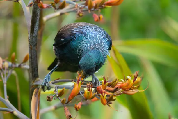 Photo of Tui bird (TÅ«Ä«) (Prosthemadera novaeseelandiae), a unique an endemic passerine species only found in New Zealand.