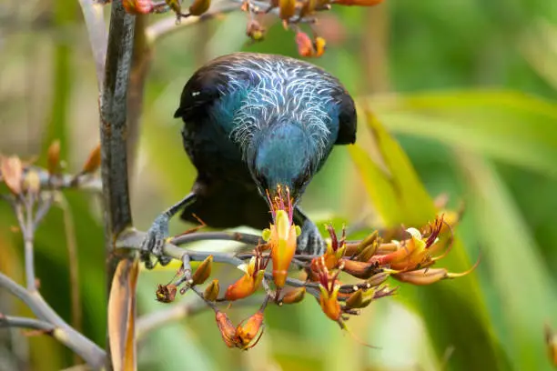 Photo of Tui bird (TÅ«Ä«) (Prosthemadera novaeseelandiae), a unique an endemic passerine species only found in New Zealand.