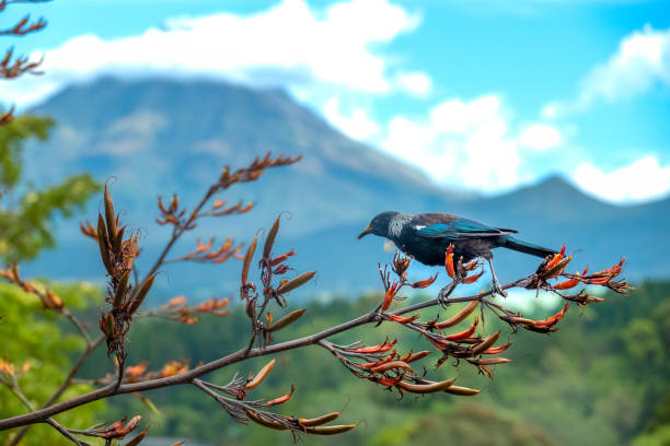 Tui bird (TÅ«Ä«) (Prosthemadera novaeseelandiae), a unique an endemic passerine species only found in New Zealand. stock photo