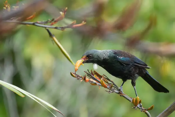 Photo of Tui bird (TÅ«Ä«) (Prosthemadera novaeseelandiae), a unique an endemic passerine species only found in New Zealand.