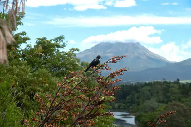 Photo of Tui bird (TÅ«Ä«) (Prosthemadera novaeseelandiae), a unique an endemic passerine species only found in New Zealand.