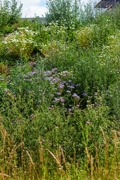 istock Wildflowers on the meadow 1485072595