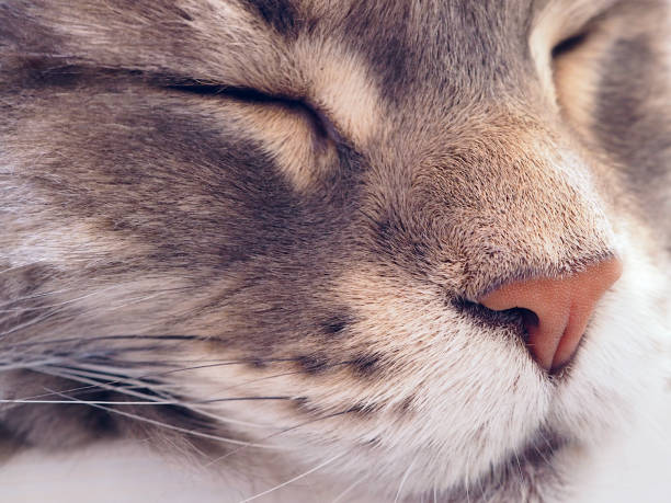 istock Muzzle of a sleeping Maine Coon domestic cat 1485072707