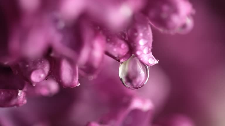 Lilac flowers under rain. Raindrops on lilac petals