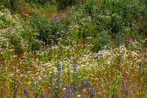 Colored wildflowers are growing on the meadow.