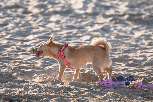 Dog digging sand on the beach looks happy