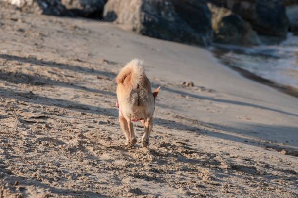 istock Little dog running and playing on the beach 1485074188