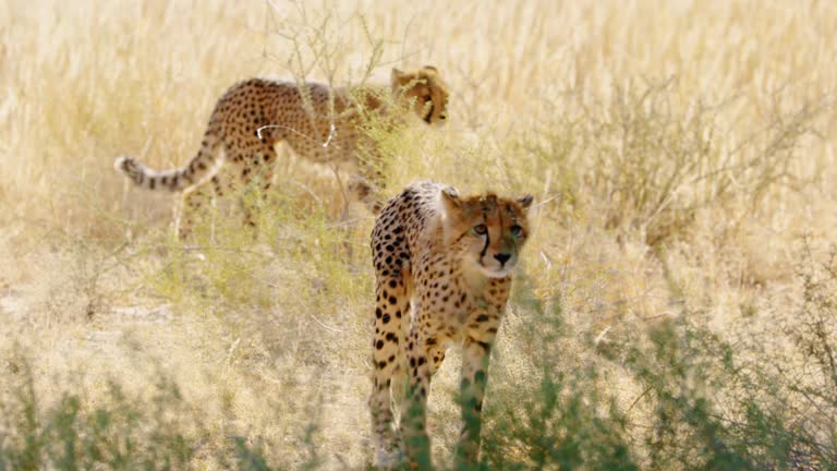 Slow motion footage of a South African Cheetah Family Walking in Savanah grass.