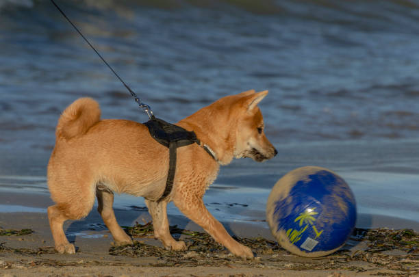 istock Cute puppy dog playing with ball on the beach 1485074854