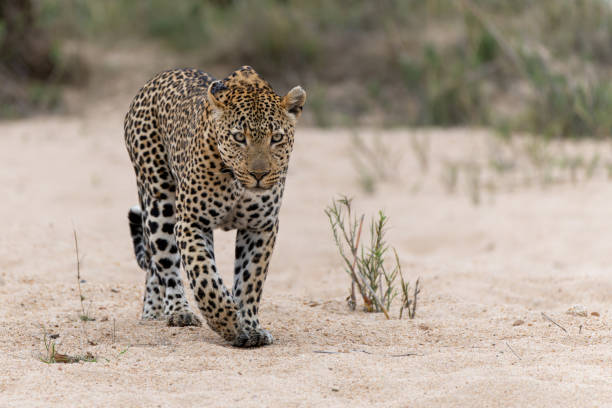 istock Leopard male in Sabi Sands Game Reserve 1485074855