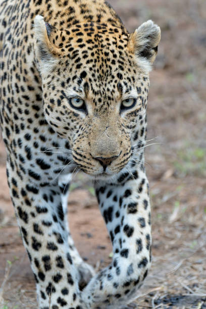 istock Leopard male in Sabi Sands Game Reserve 1485074876