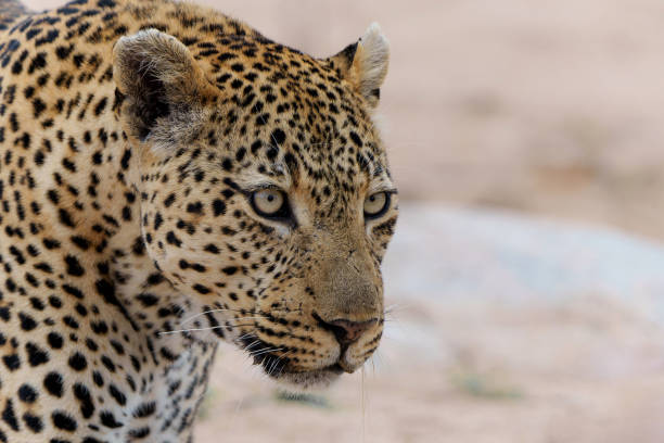 istock Leopard male in Sabi Sands Game Reserve 1485074884