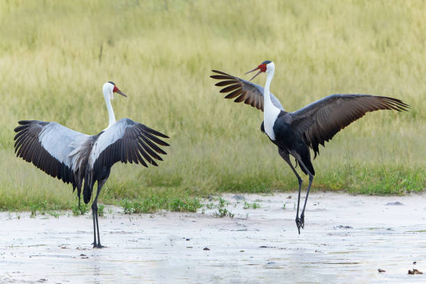 Wattled Crane courtship in the Okavango Delta stock photo