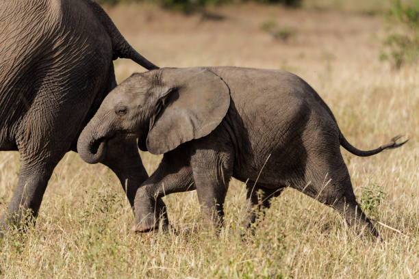 istock Elephant baby in Mashatu Game Reserve 1485075492