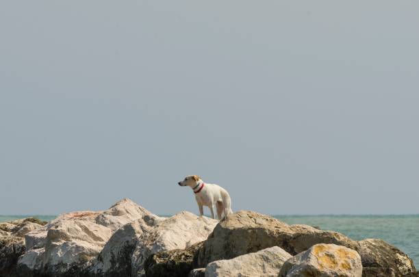 Golden dog watching the surf from the coast line