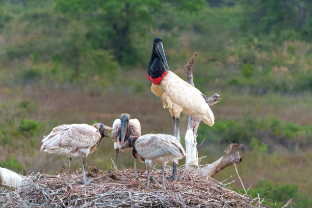 istock Jabiru stork in the Pantanal wetlands 1485075603