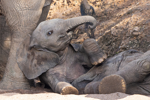 Elephant baby playing and spending time in Mashatu Game Reserve in the Tuli Block in Botswana