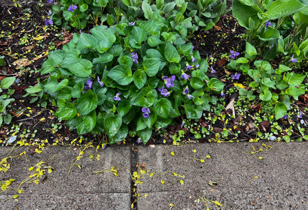 pianta viola selvatica nella pioggia - invasive plant foto e immagini stock